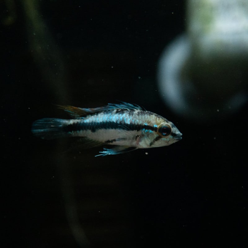 アピストグラマ　トリファスキアータ　グァポレ　ペア