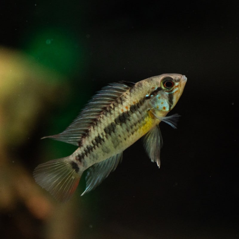 熱帯魚(淡水魚),アピストグラマ | Aquarium TALLMAN