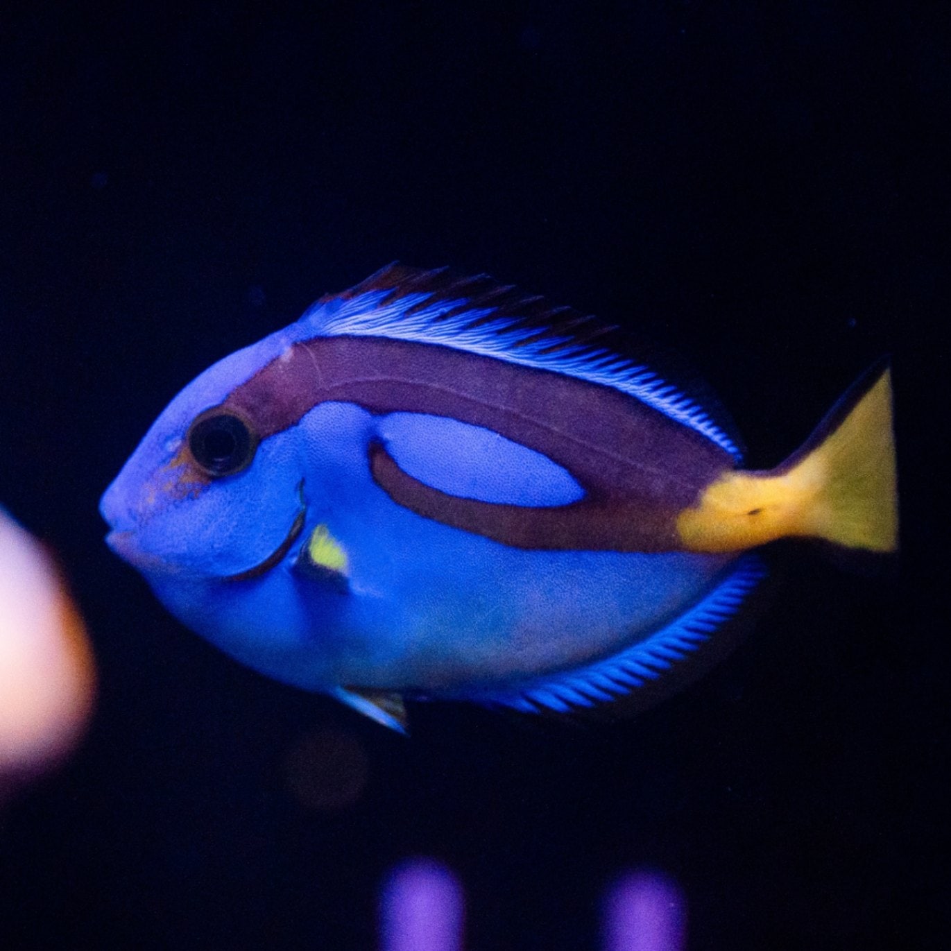 ナンヨウハギ ナンヨウハギ ～イエローベリー～ | 海水魚,ヤッコ・ハギ