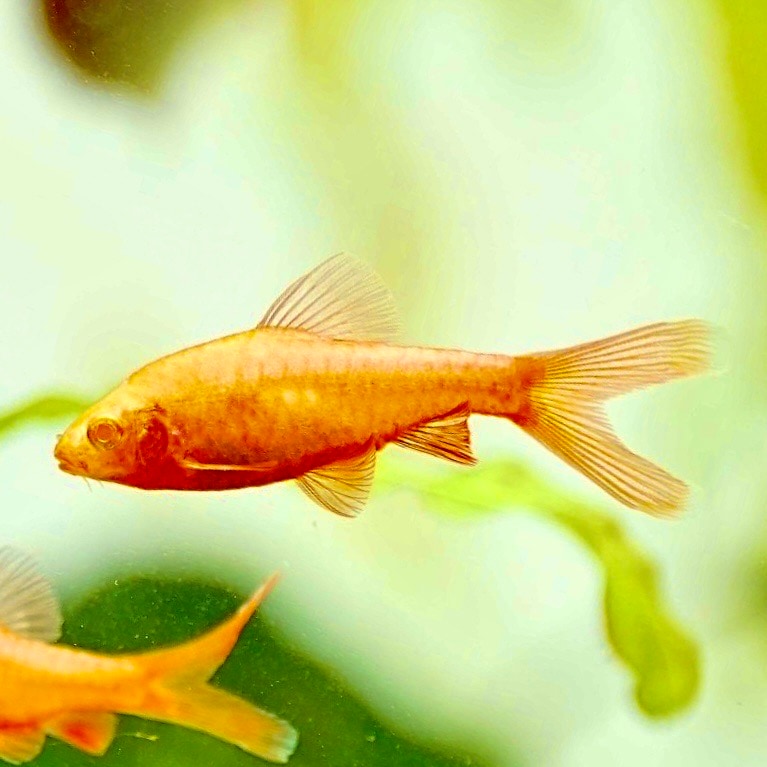 ロングフィンアルビノチェリーバルブ | 熱帯魚(淡水魚),小型美魚