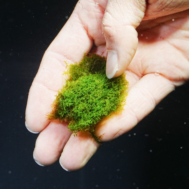 プレミアムモス