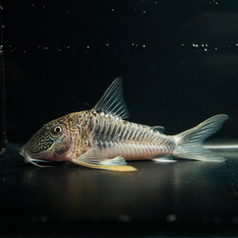 熱帯魚(淡水魚),コリドラス,ワイルド | Aquarium TALLMAN