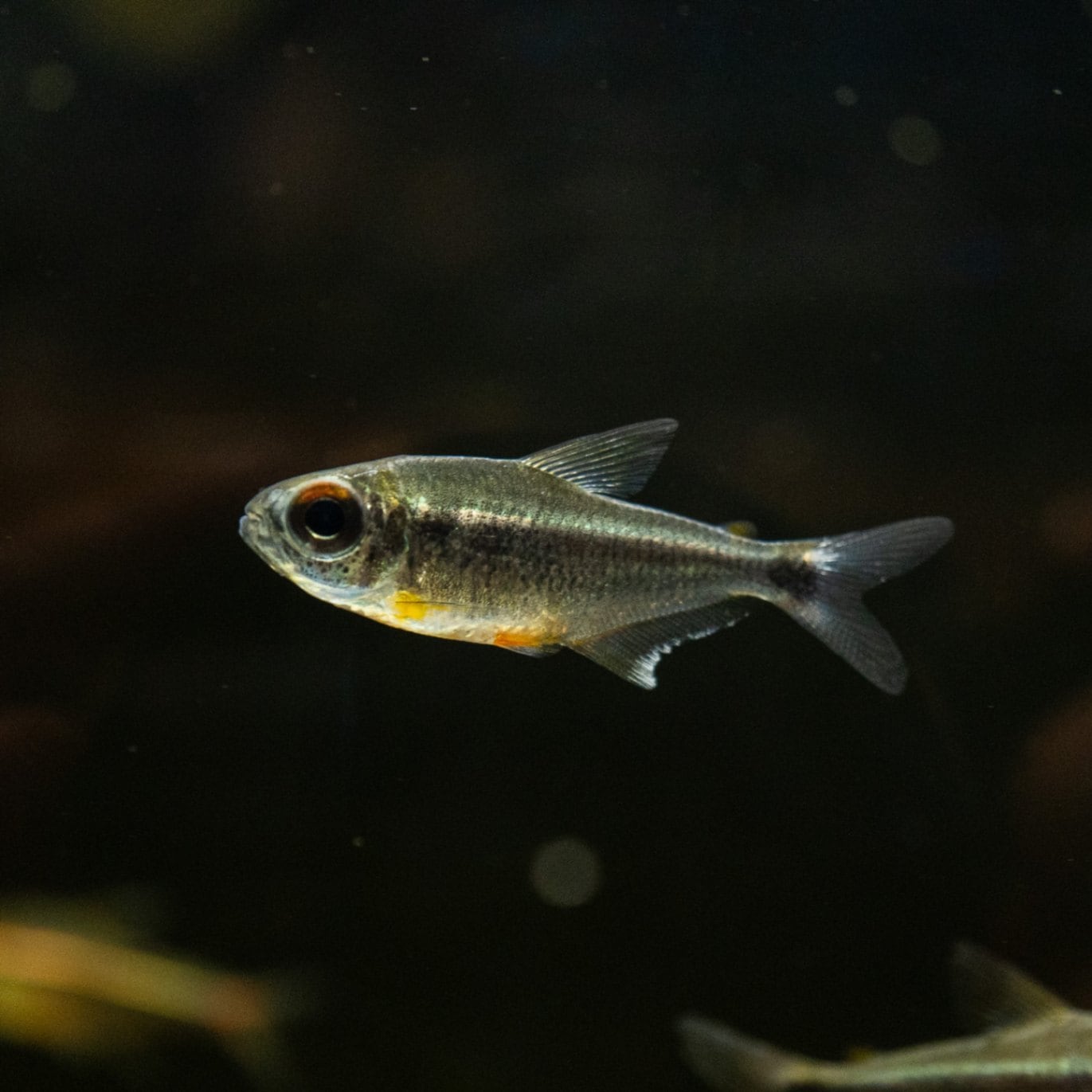 カイアポーテトラ9匹