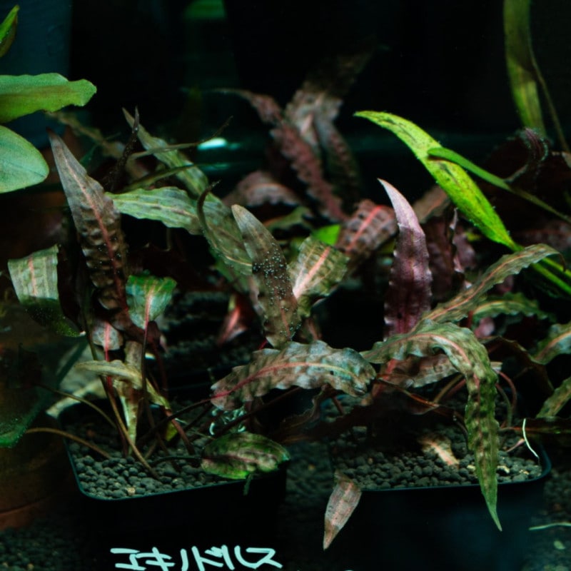 クリプトコリネ　アフィニスレッド