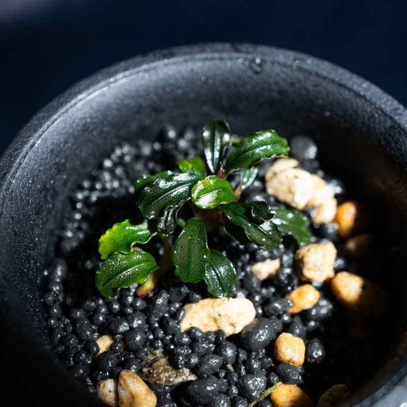 ブセファランドラ sp.ダークファントム　カミハタ