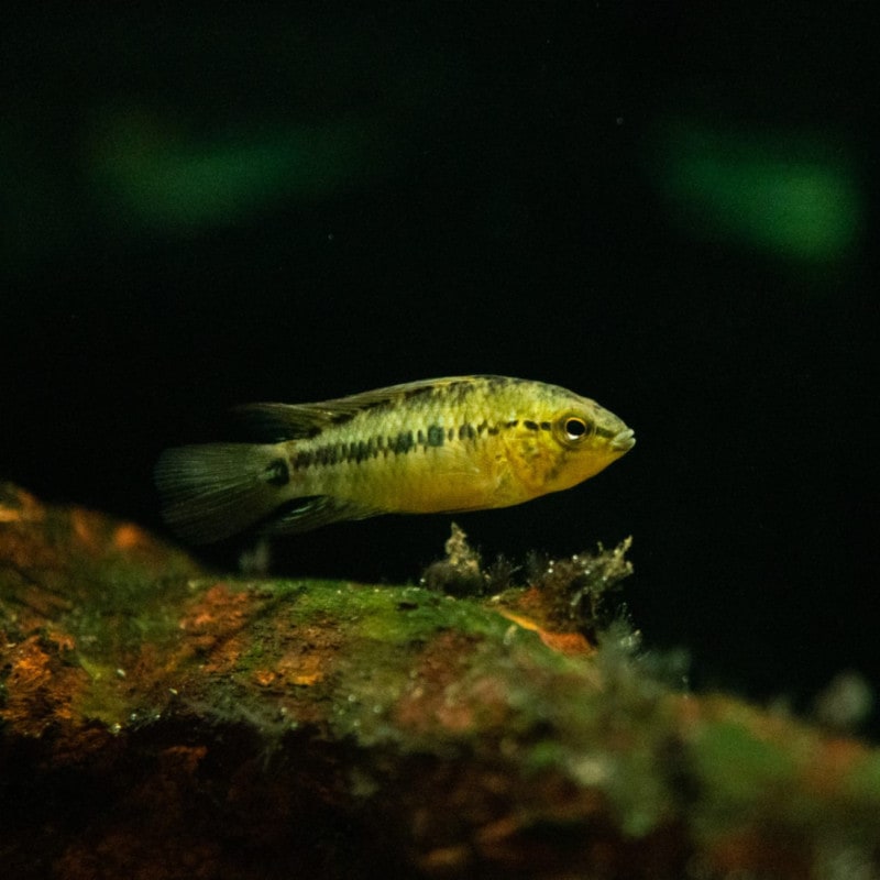 アピストグラマｓｐ.　グアビアーレ　コロンビア　ペア