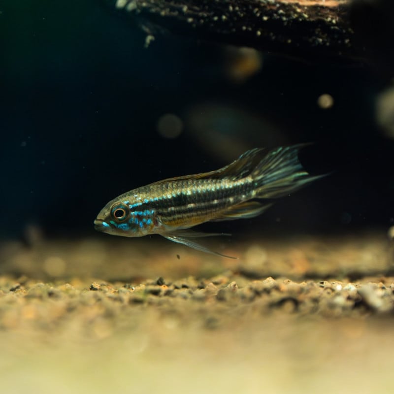 アピストグラマ　メンデジィ　サンタイザベル