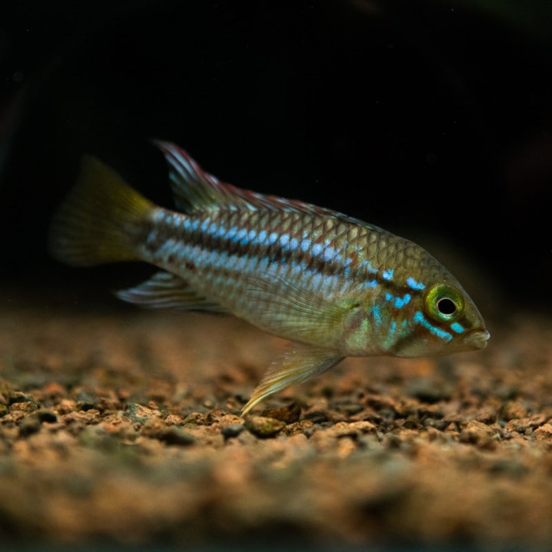 アピストグラマｓｐ.　yaguas