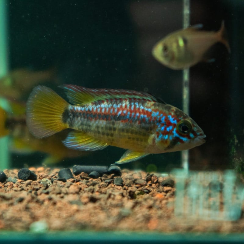 アピストグラマ sp.パパゲイ（オルテガイ）