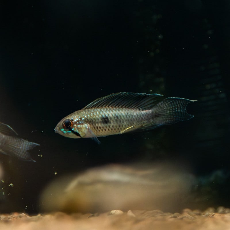 アピストグラマ　セーゲルフロッセン　ペア