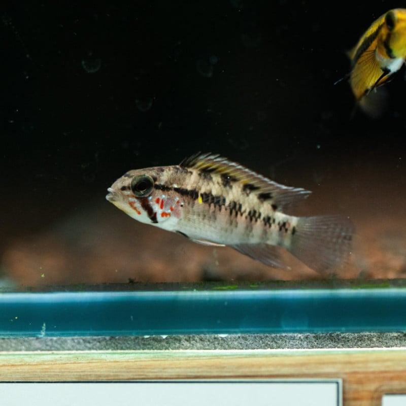 アピストグラマ　cf sp.D62