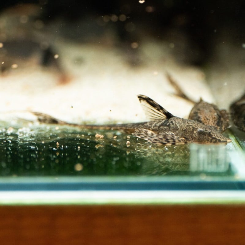 ストゥリソマティクティス　ライトニーリオマグダレナ　コロンビア　12～15?