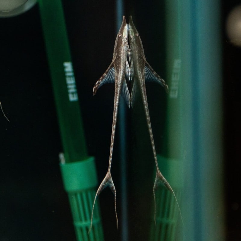 ストゥリソマティクティス　アウレウム　リオマグダレナ　コロンビア　10～12?