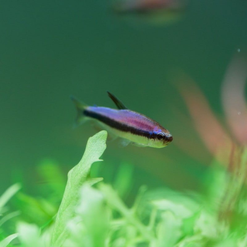 インパイクティスケリー　ブリード　（1匹280円/5匹1,100円）