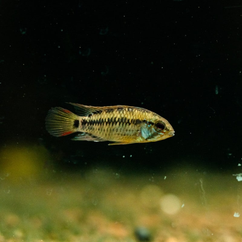 アピストグラマ sp.Rio yucao