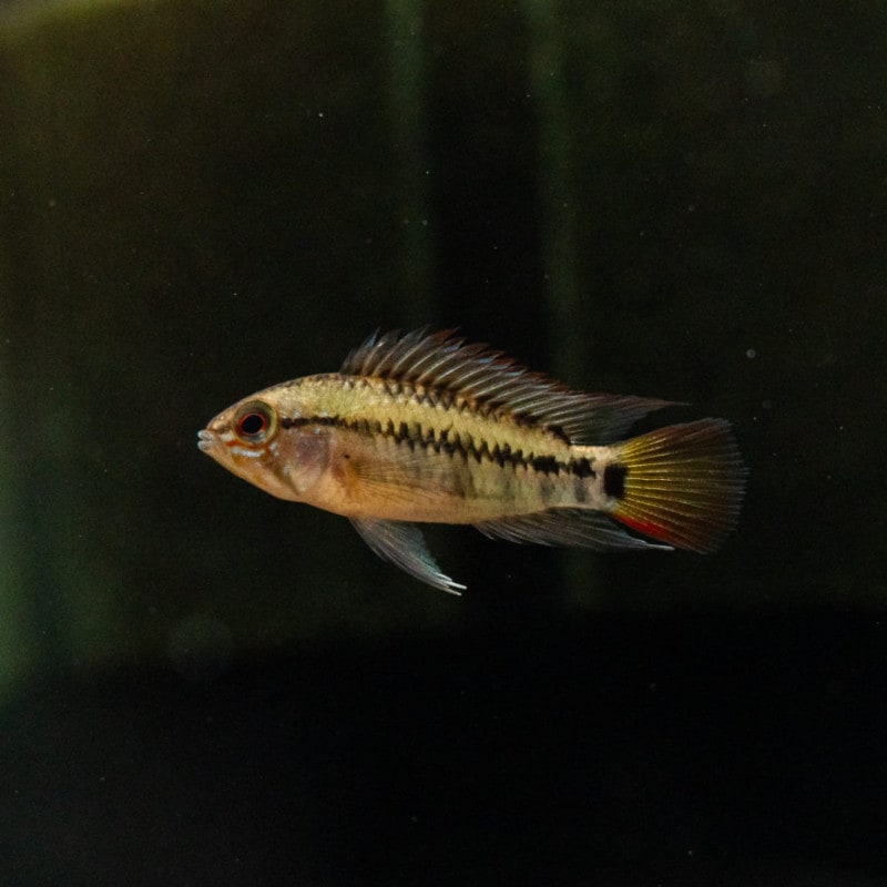 アピストグラマ ヴェジタ　プエルトガイタン　リアル　ペア