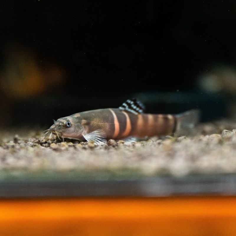 バルテアローチ