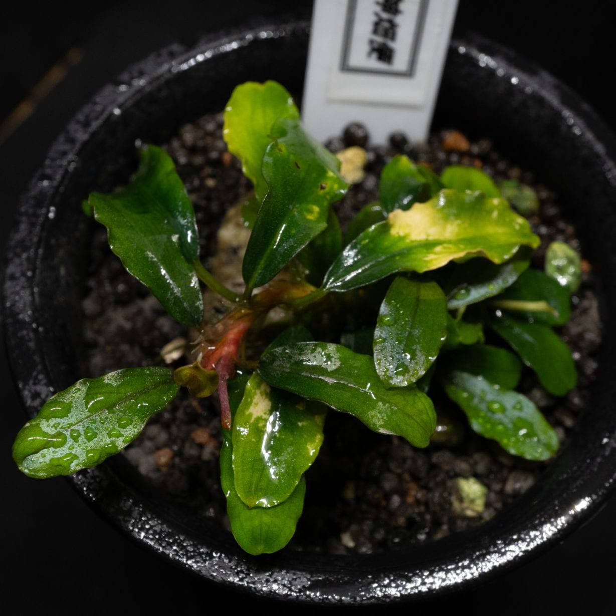 ブセファランドラ sp.アルテミス | 水草,ブセファランドラ | Aquarium