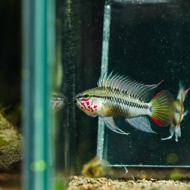 アピストグラマ sp.D28　ペア