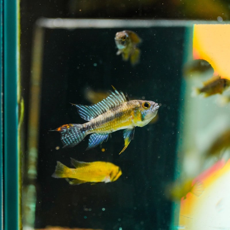 アピストグラマ サルピンクション　カレイロ　ペア