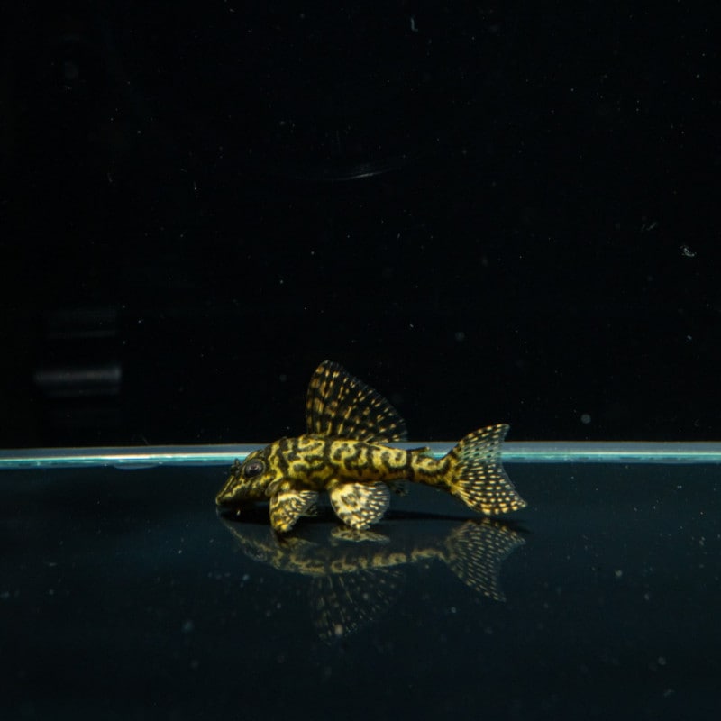 熱帯魚(淡水魚),プレコ（キンペコ）,1～5万円 | Aquarium TALLMAN 