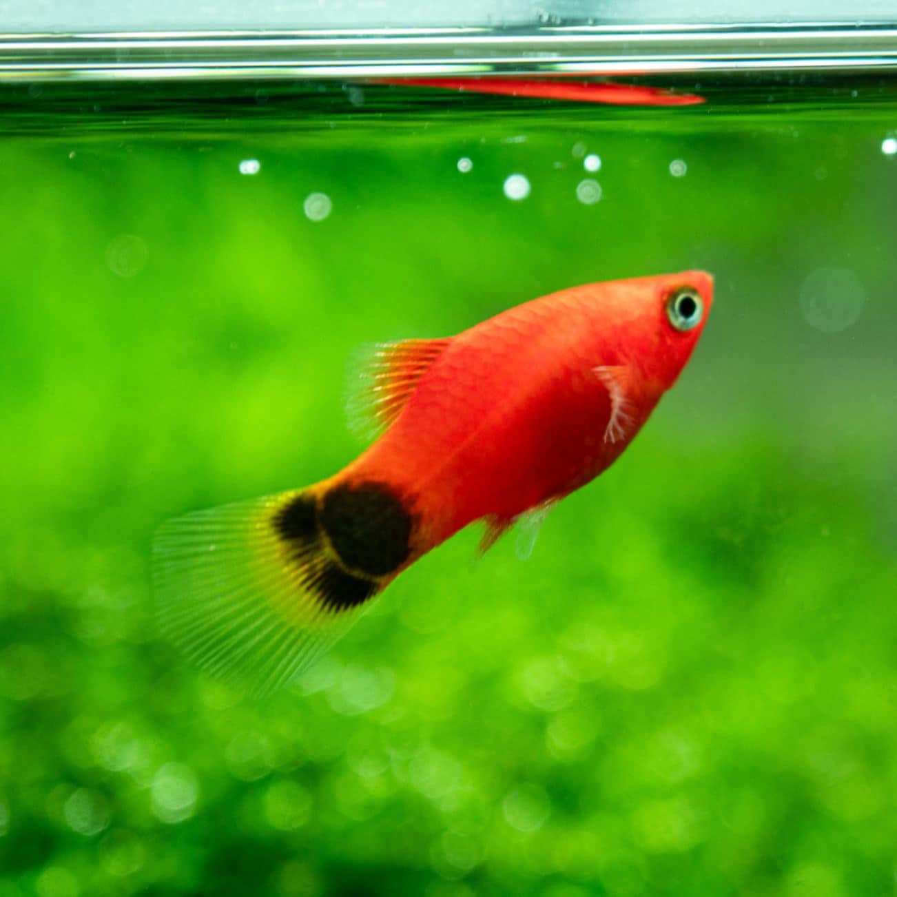 MIXミッキーマウスプラティ (5匹1,280円) G-8 | 熱帯魚(淡水魚