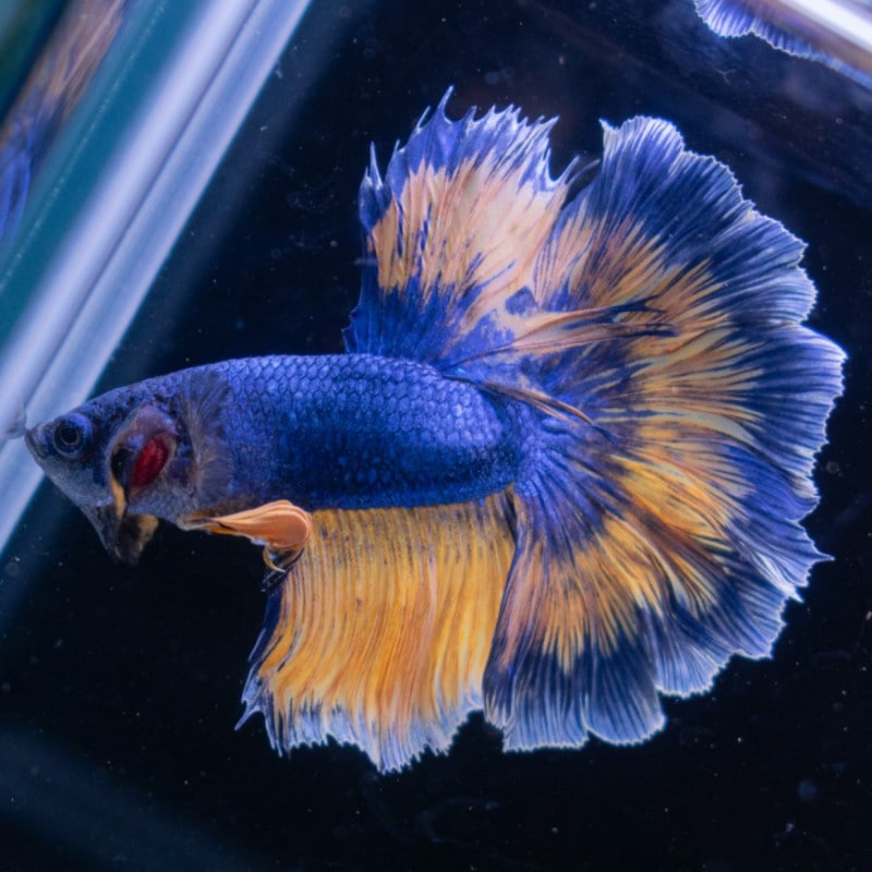 50´s 60´s ビンテージ フィッシュ 壁掛 ペア 魚 オリエンタル