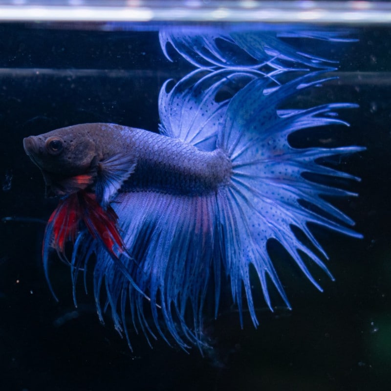 ショーベタ・ハーフムーン オス シルキーホワイト No.199 | すべての