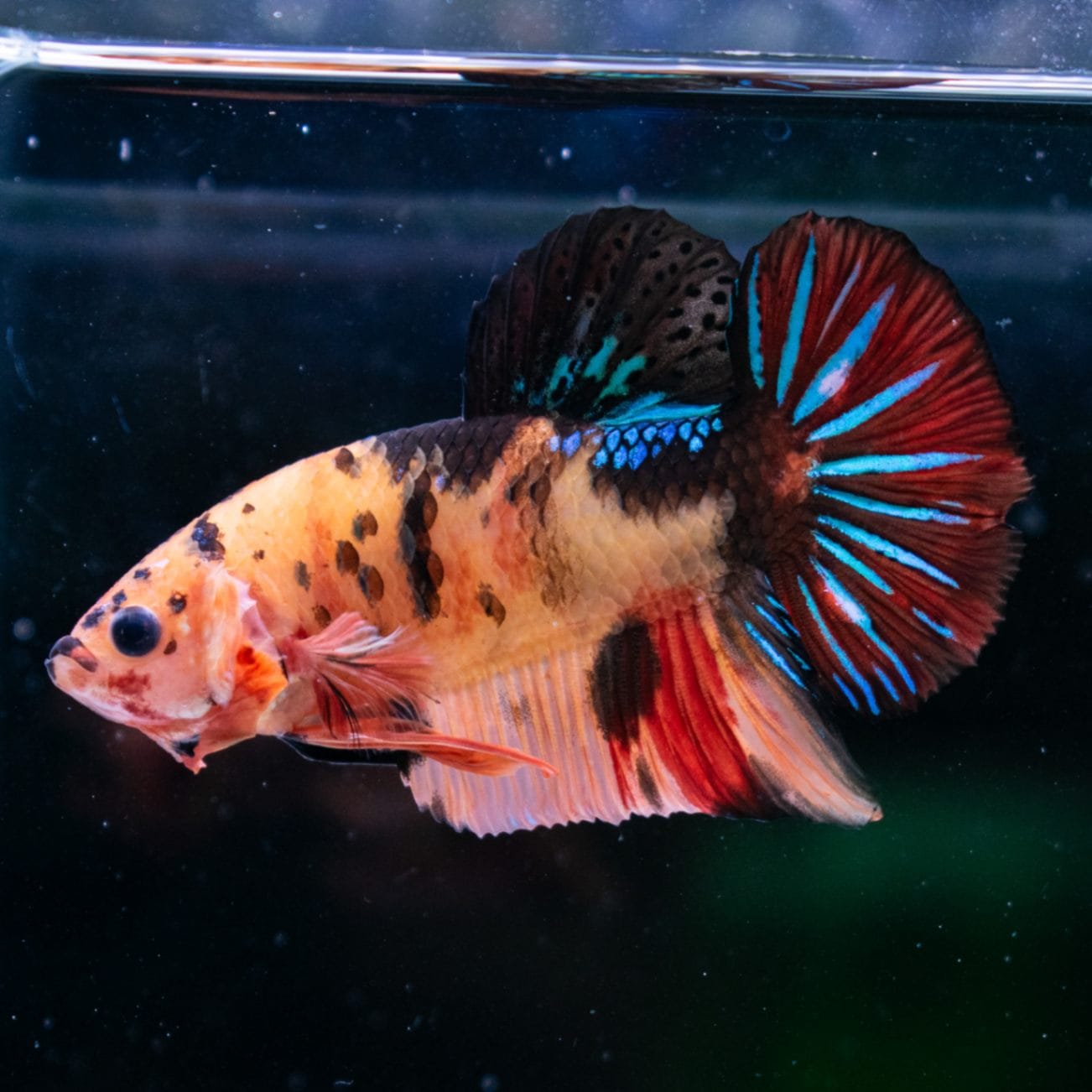 ☆ショーベタ☆プラカット☆赤黒ギャラクシー☆