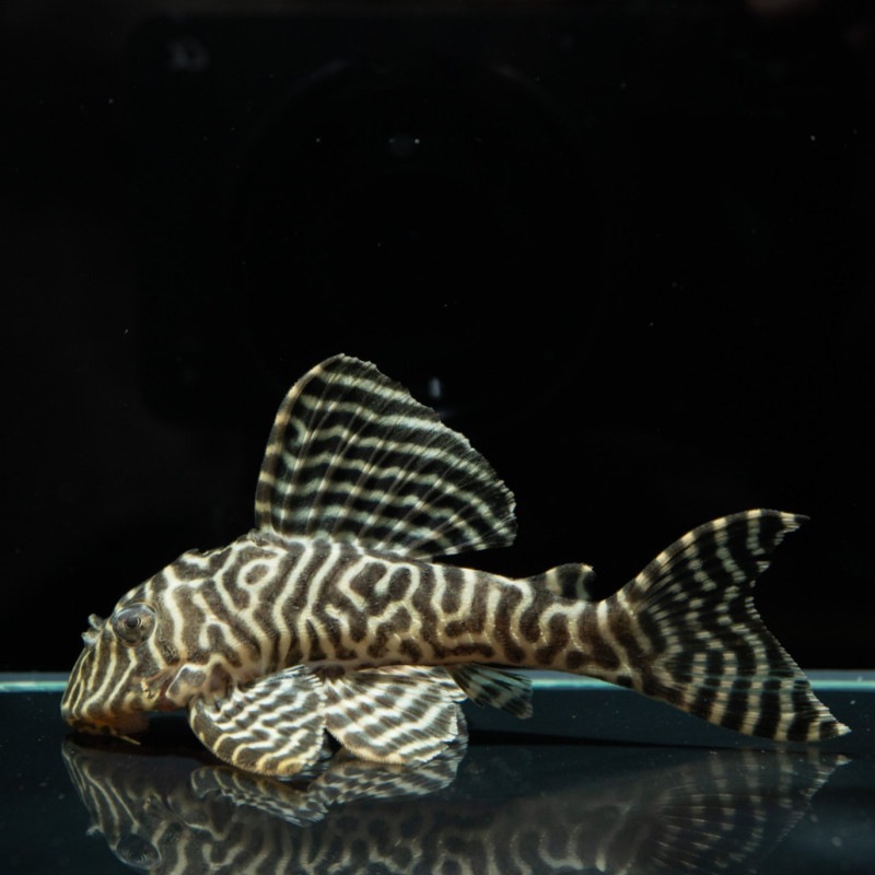 熱帯魚(淡水魚),プレコ（キンペコ）,1～5万円 | Aquarium TALLMAN 