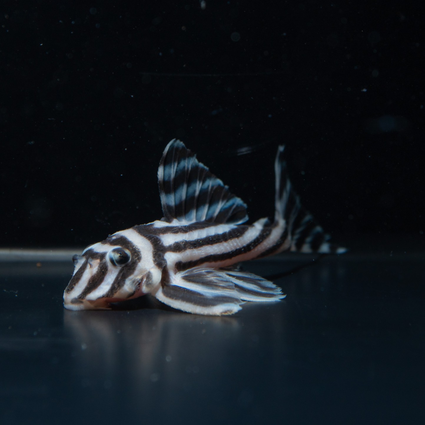 インペリアルゼブラプレコ（ブリード 2匹セット 約6cm弱、５.2ｃｍ）