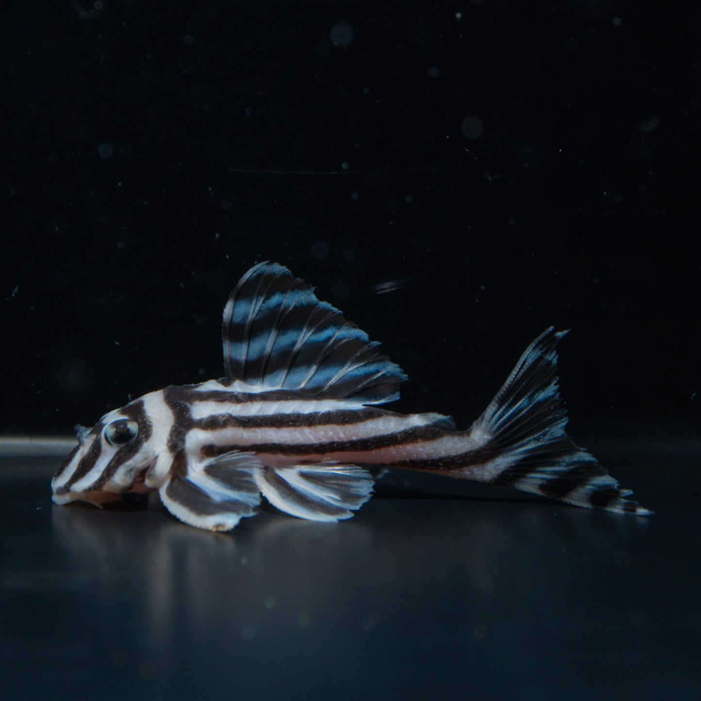 インペリアルゼブラプレコワイルドF1（7～8㎝）