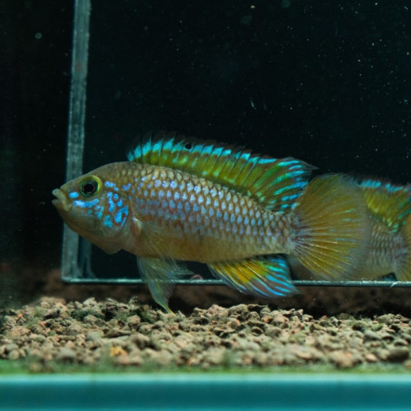 アピストグラマ メンデジィ 6匹 雌雄判別