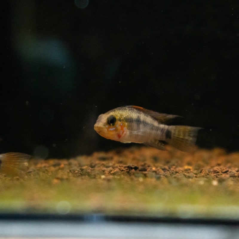 アピストグラマ　sp.D39　Alto Vaupes Sクラス　No.3