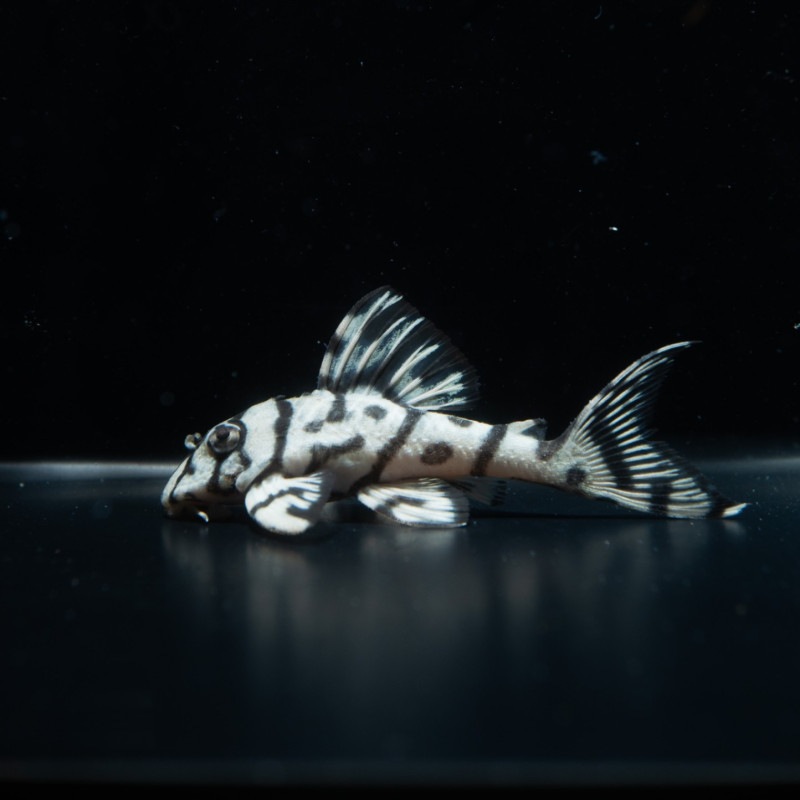 熱帯魚(淡水魚),プレコ（キンペコ）,10万円～ | Aquarium TALLMAN 