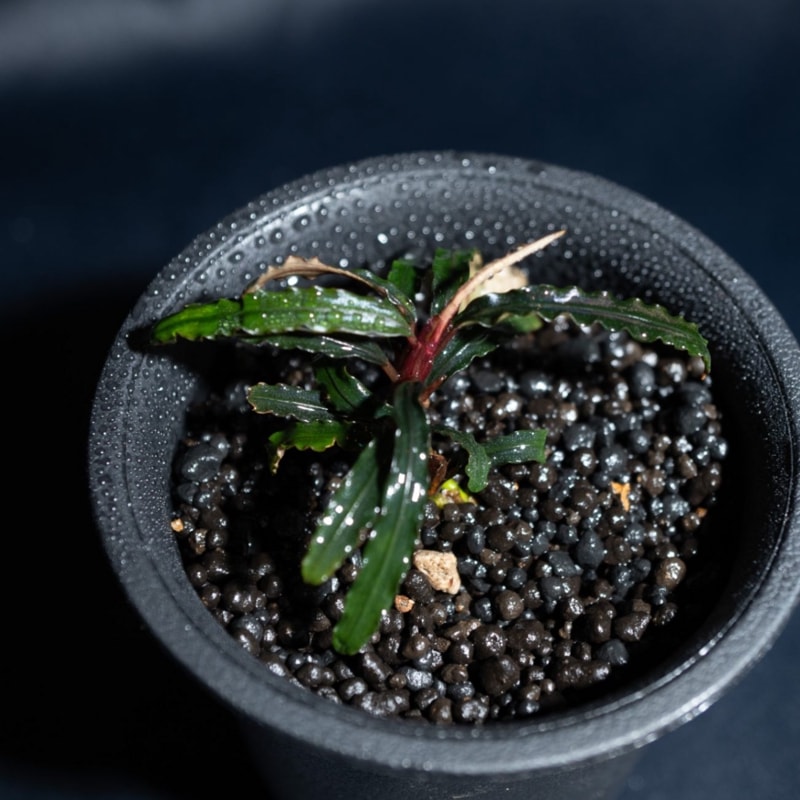 ブセファランドラsp.カテリナエ　レッド