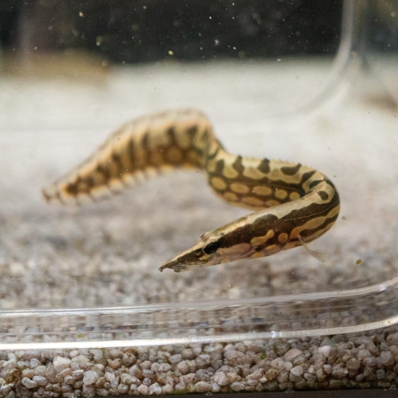 タイヤトラックスパイニーイール