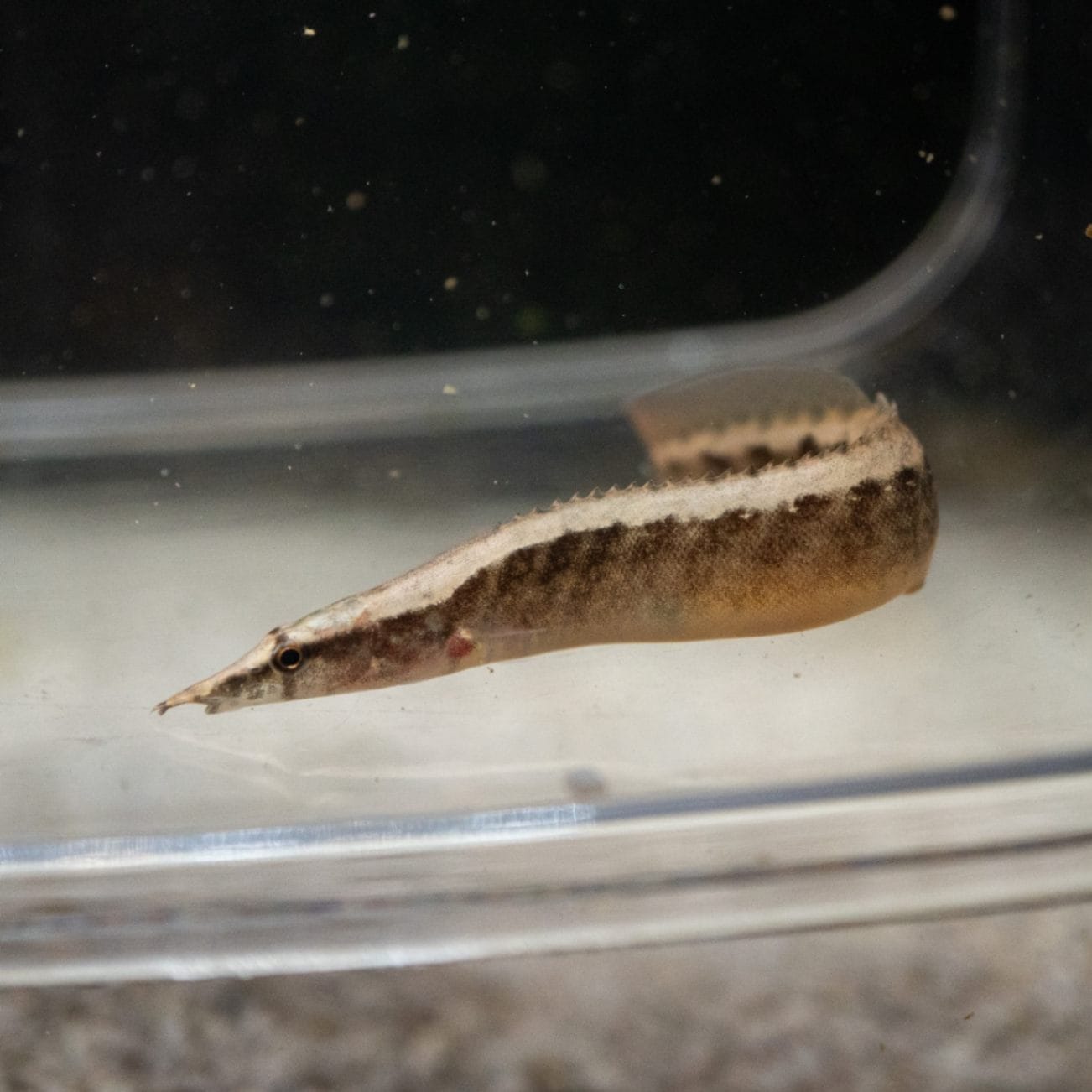 スパイニーイール2種セット