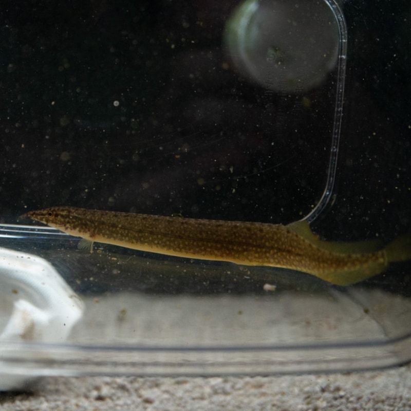 グリーンスパイニーイール