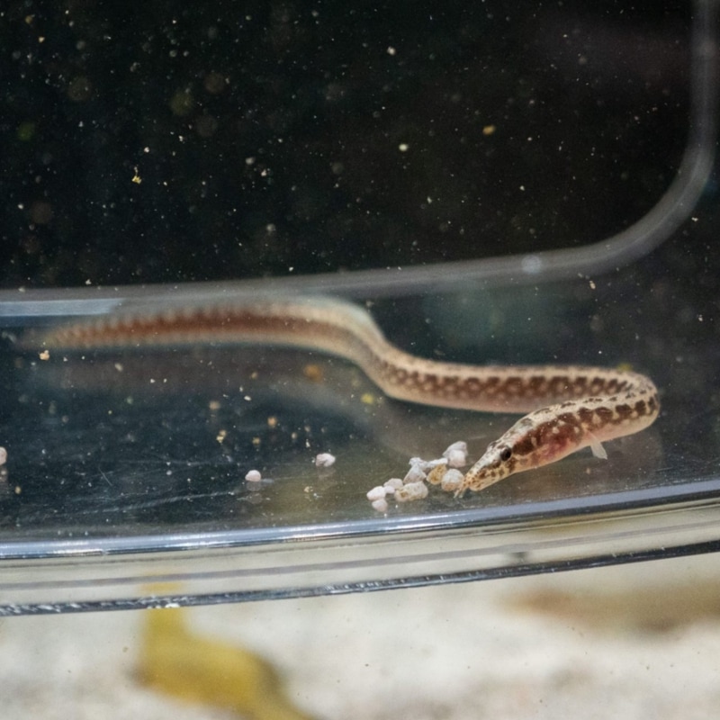 アフリカンスパイニーイール