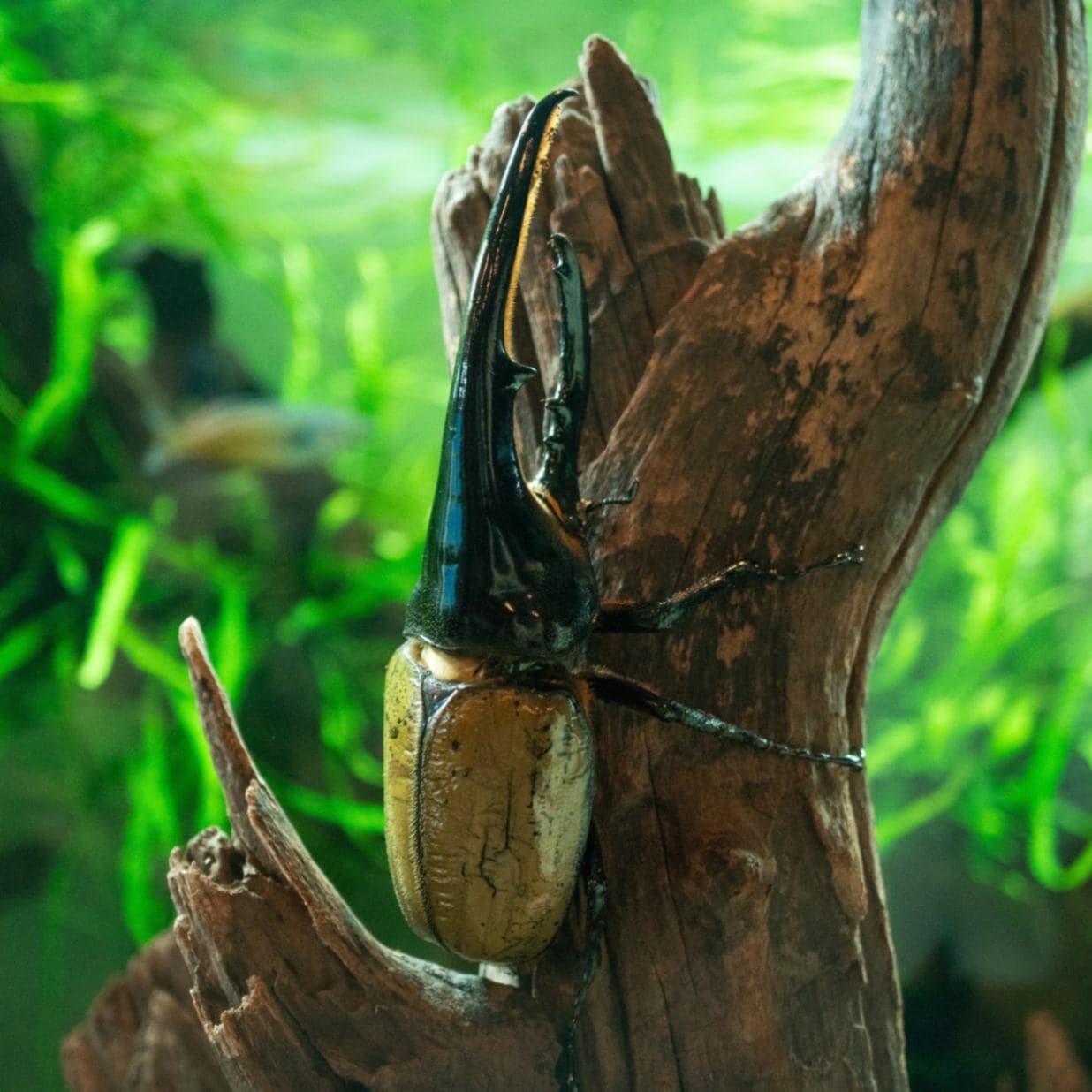 ヘラクレスオオカブト ♂ | すべての商品 | Aquarium TALLMAN