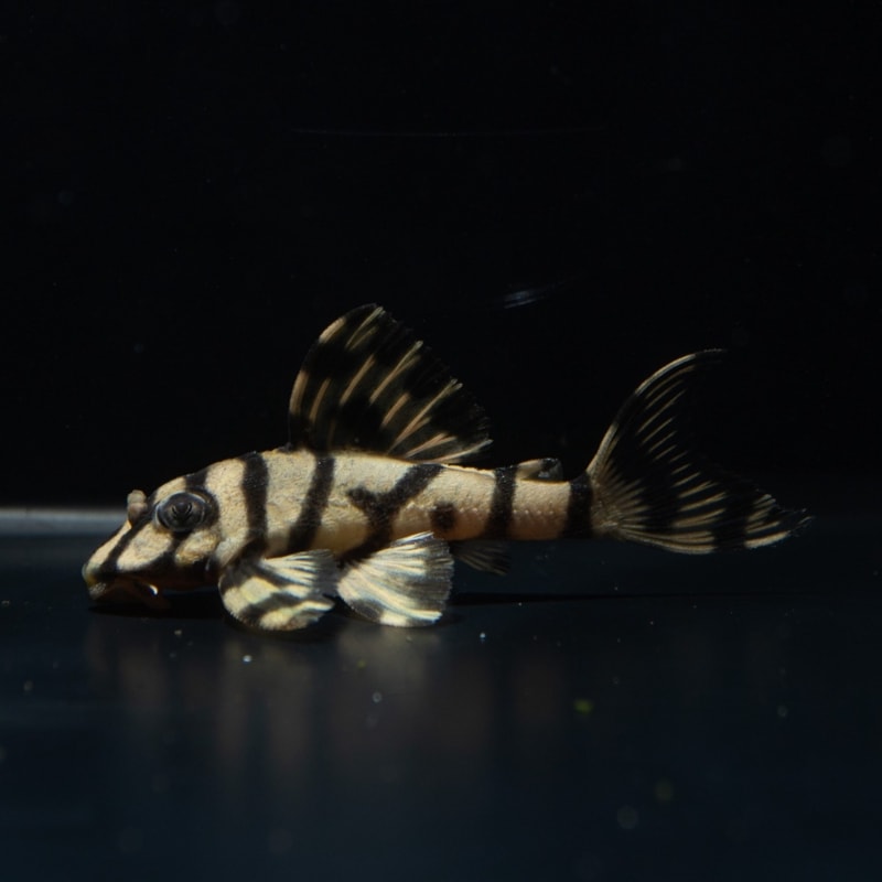 熱帯魚 900 600 水槽 人気 プレコ 