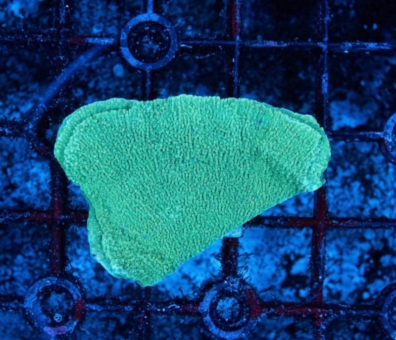 ウスコモンサンゴ　レッド　2つセット サンゴ,SPS Coral,コモンサンゴ | Aquarium TALLMAN