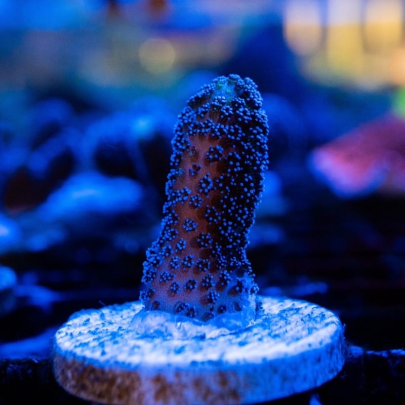 ショウガサンゴ　～ブルー～