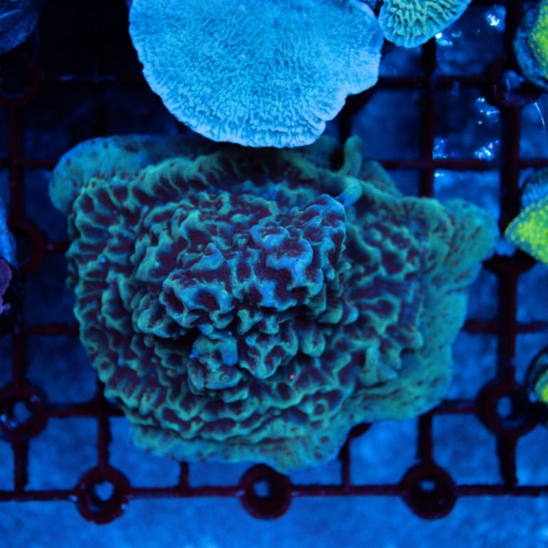 ウスコモンサンゴ　レッド　2つセット サンゴ,SPS Coral,コモンサンゴ | Aquarium TALLMAN