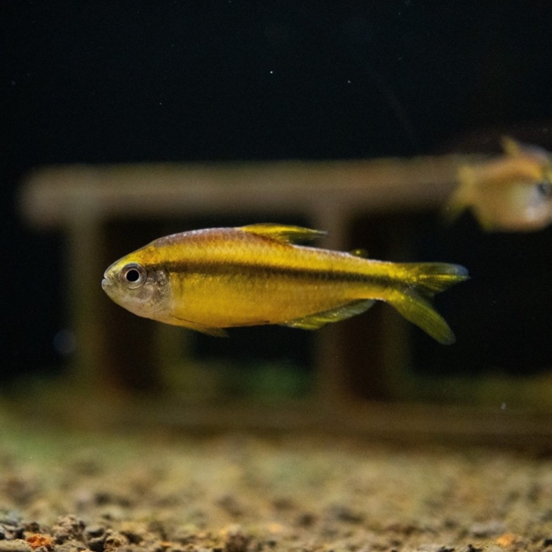 《今月のマジモン！》スーパーイエローデビルテトラ