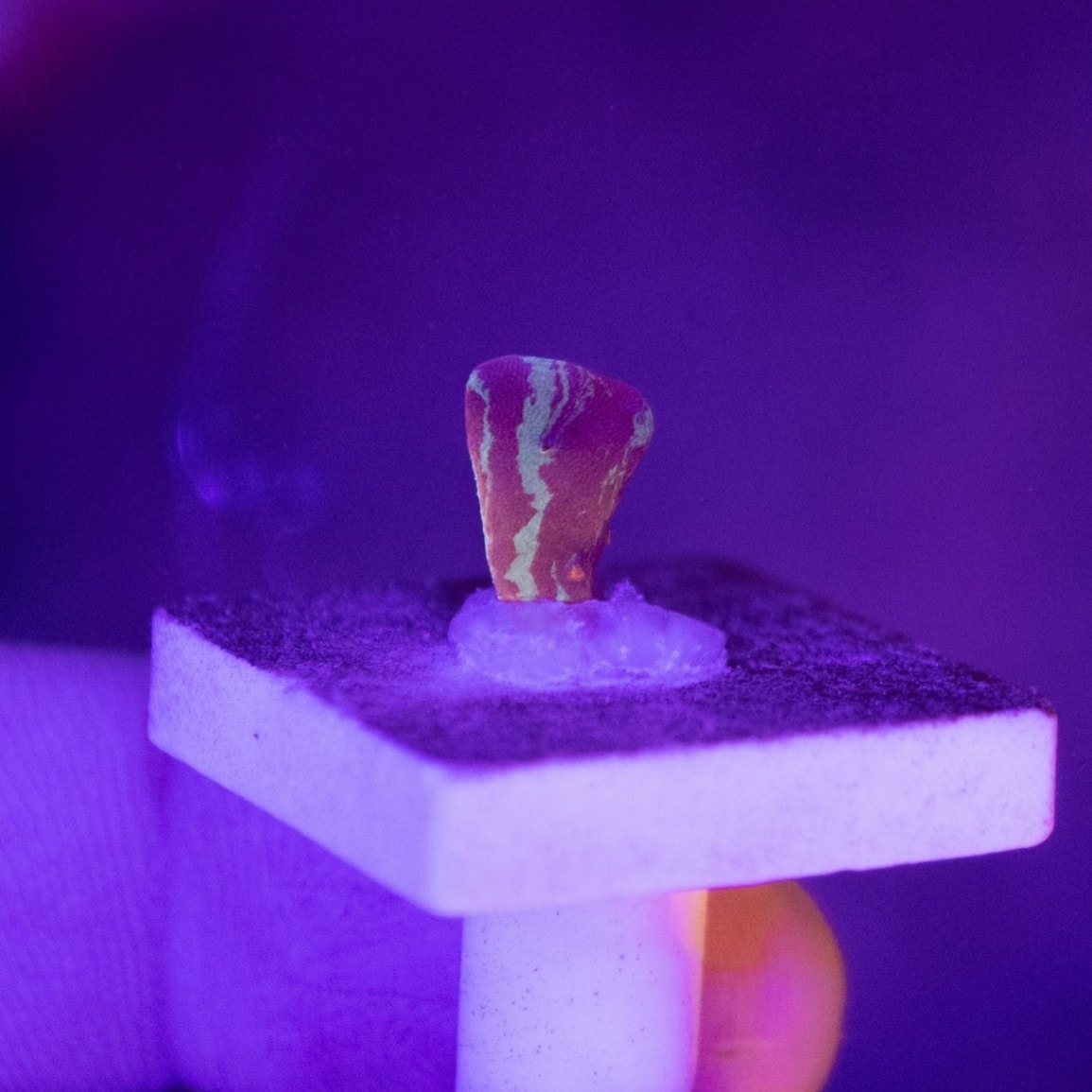 サンベール　ムコ多糖　ボトルタイプ　340粒 サンベールムコ多糖（粒）2個セット サンベールムコ多糖340粒 2