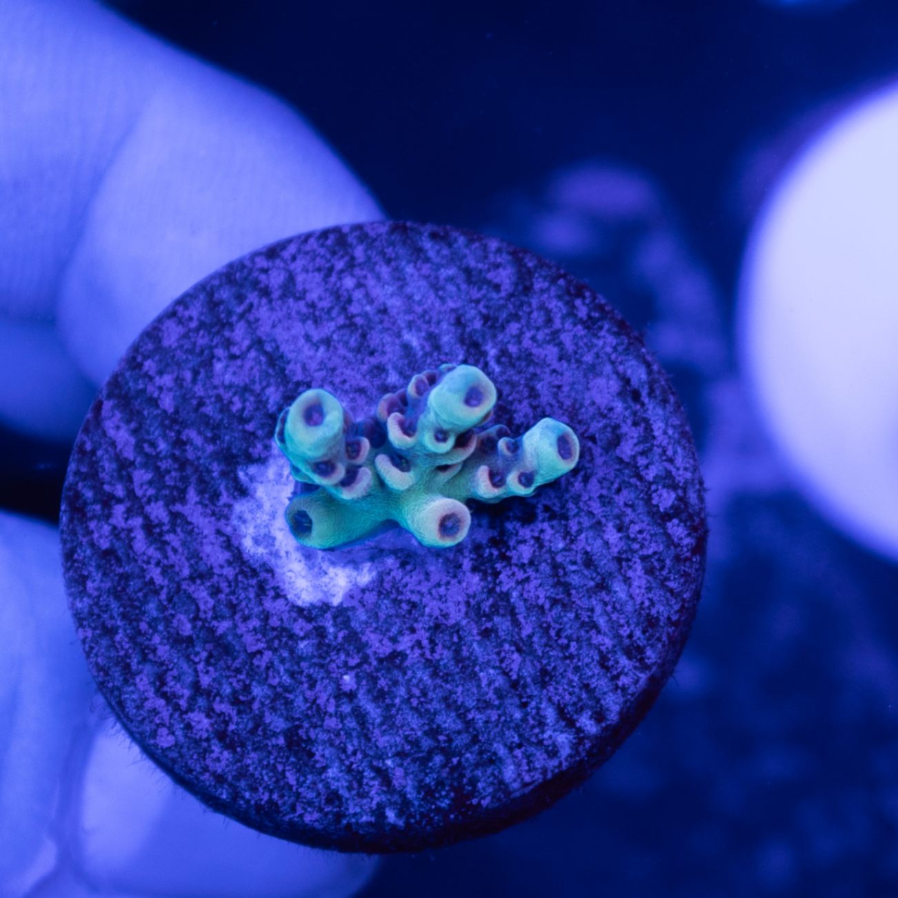 D１０ クシハダミドリイシ（７ｃｍ前後）