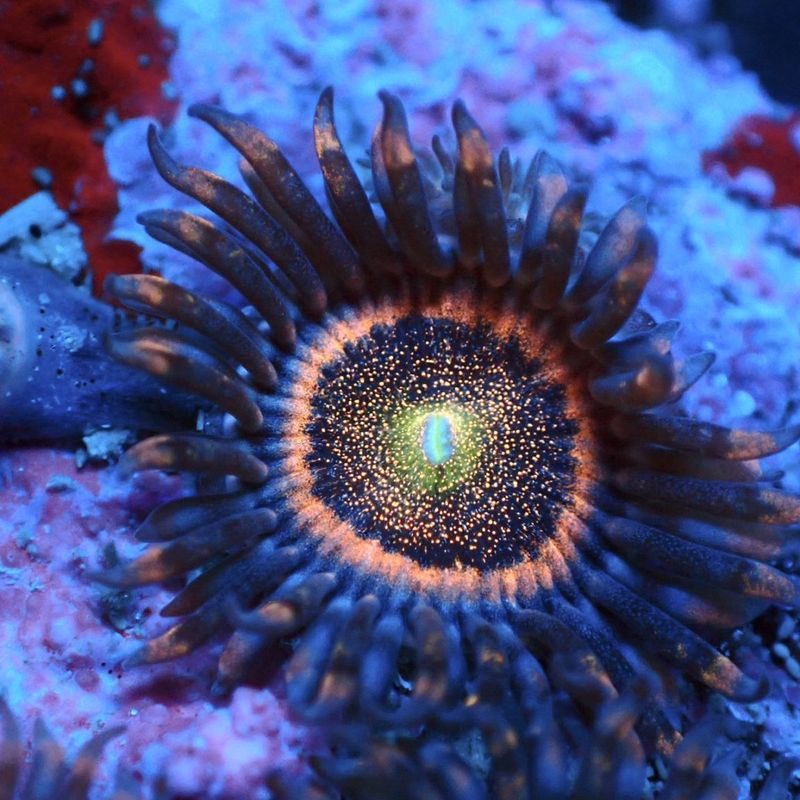 マメスナ(6) 種類　カラフル　フラグベース7cm サンゴ,ソフトコーラル,マメスナギンチャク | Aquarium TALLMAN
