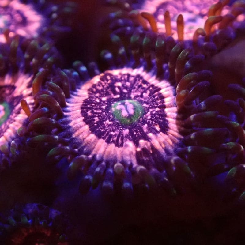 中古品】エーハイム クラシックフィルター2211本体のみ | 中古品